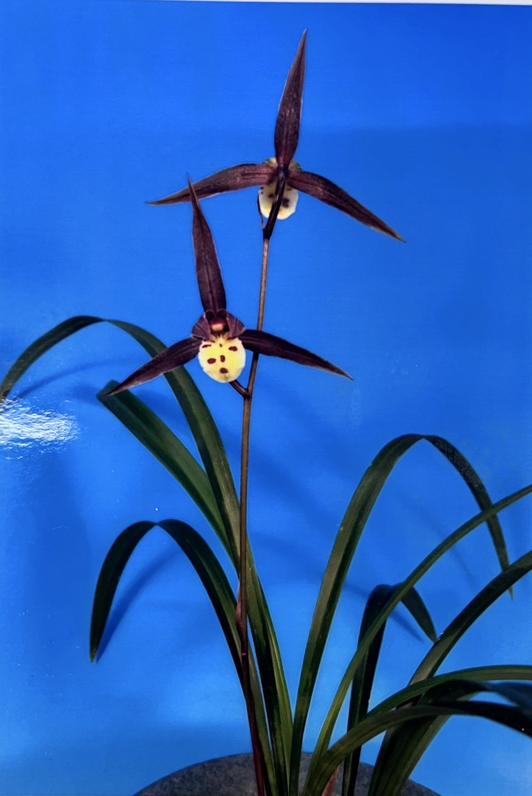 蘭の花（開花）